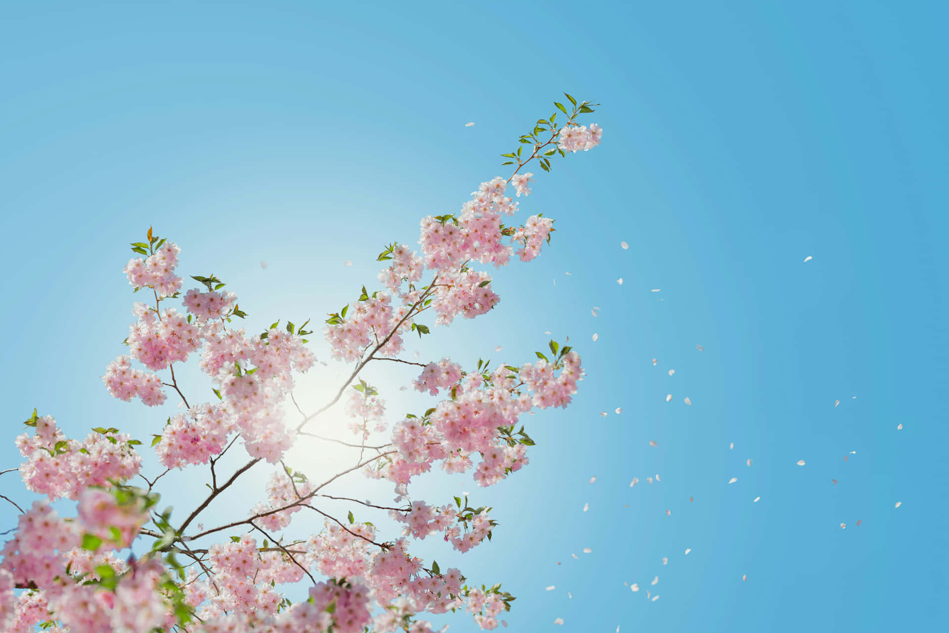 Sunshine Cherry Blossoms Wallpaper