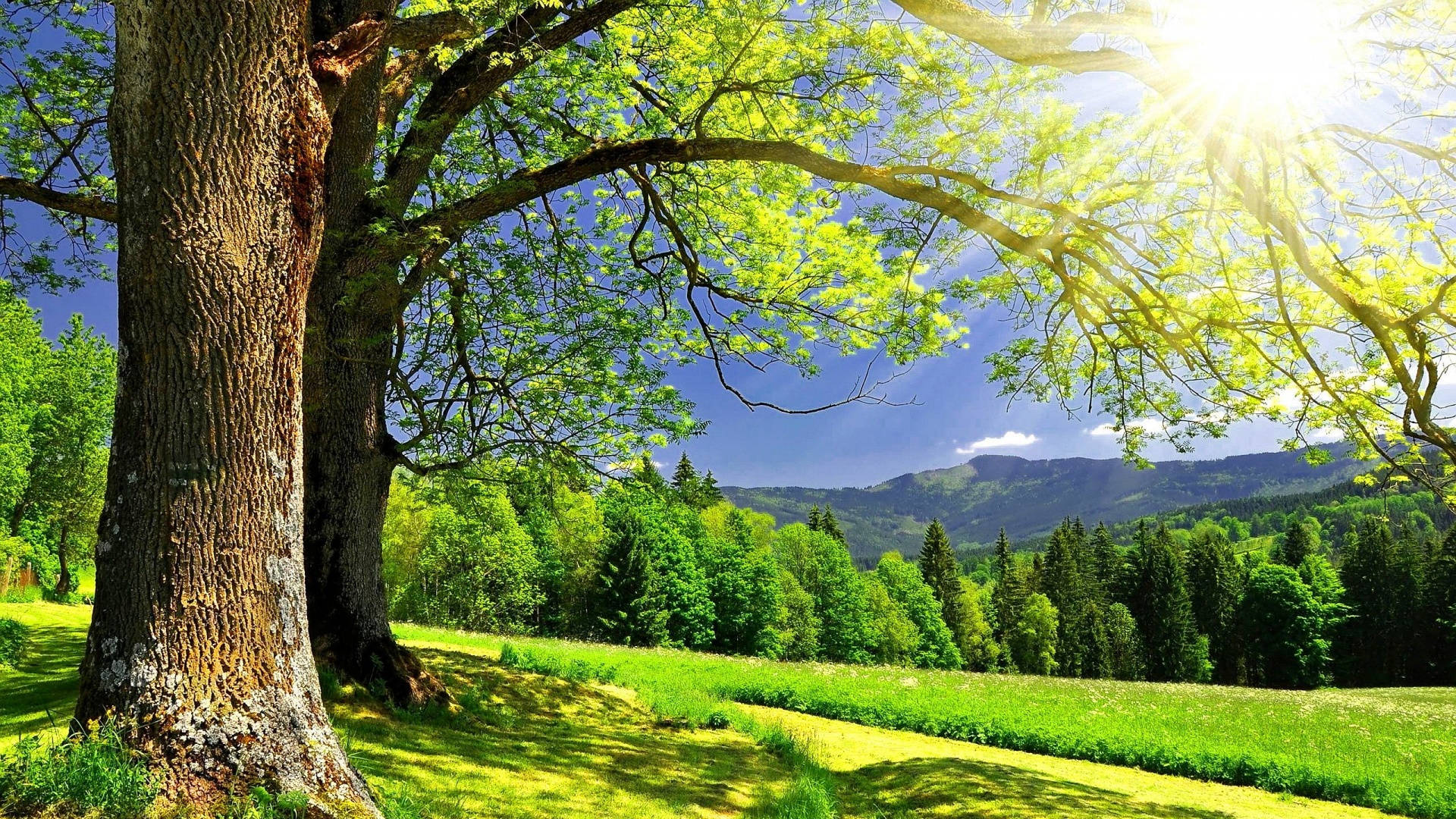 Sonnenstrahlendesgrünes Landschaftsbildschirmhintergrund. Wallpaper