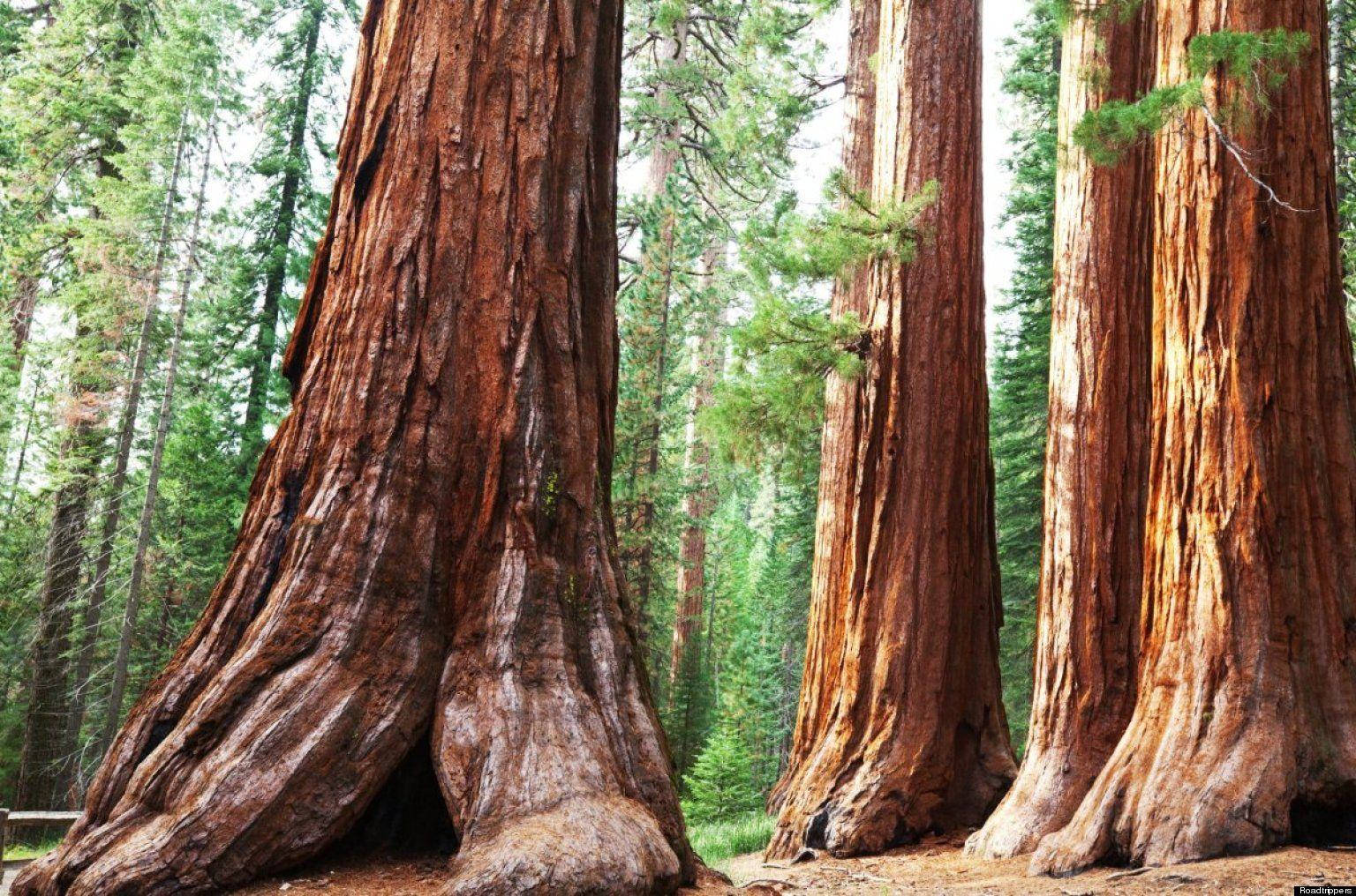 Solstrålari Sequoia National Park. Wallpaper