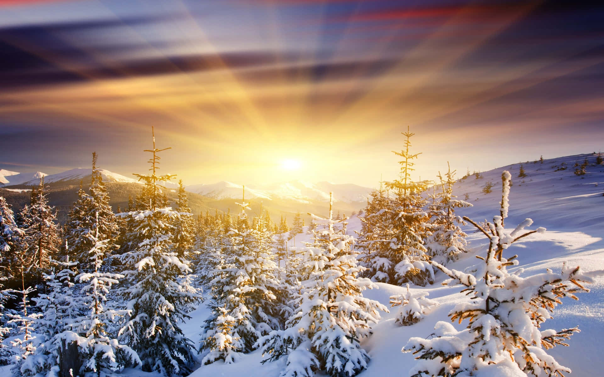 Sunshine Snowy Forest pictures