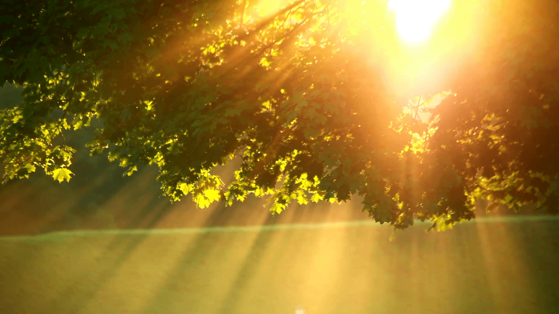 Bilderav Solstrålar Genom Träd