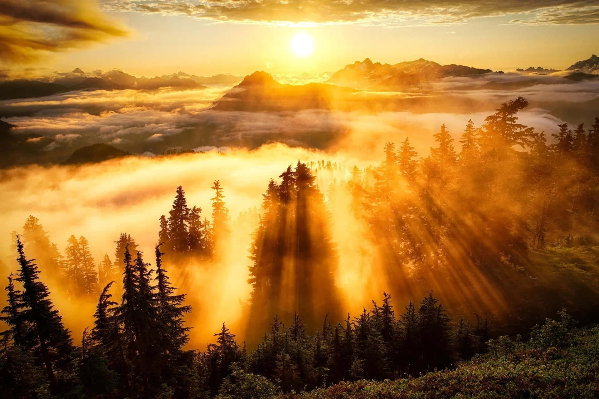 Sunshine Over Foggy Forest pictures