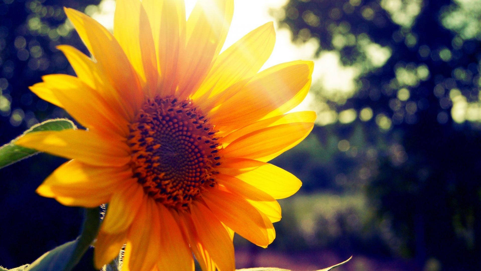Sunshine Sunflower Nature Background