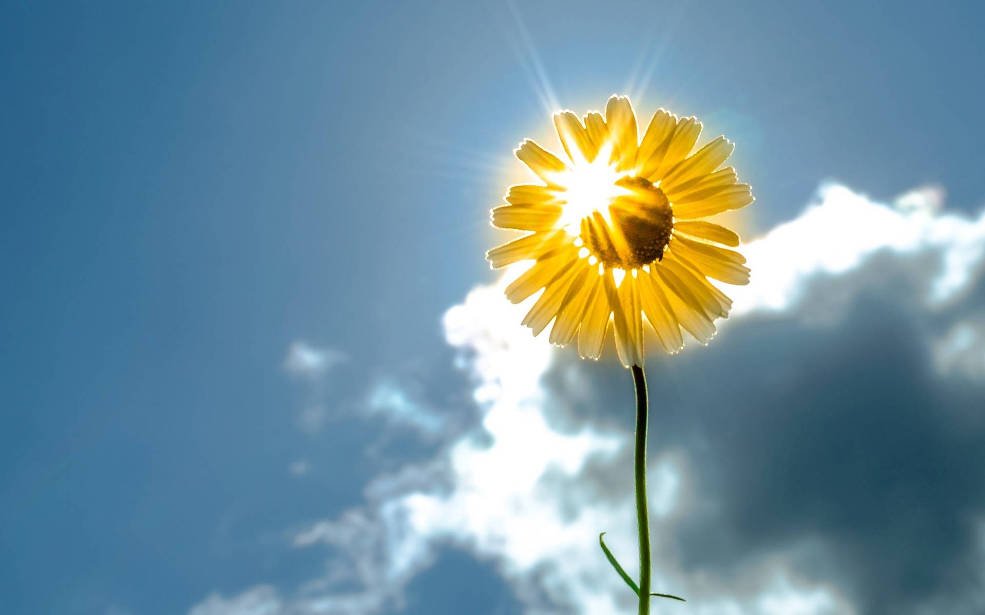Sunshine Sunflower Sky Wallpaper