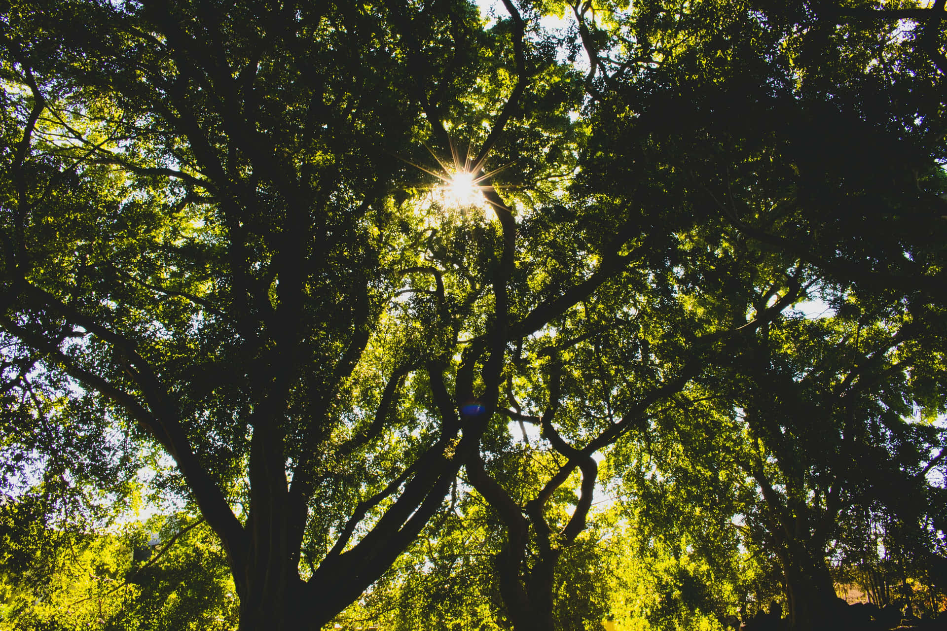 Sunshine Through Treetops.jpg Wallpaper