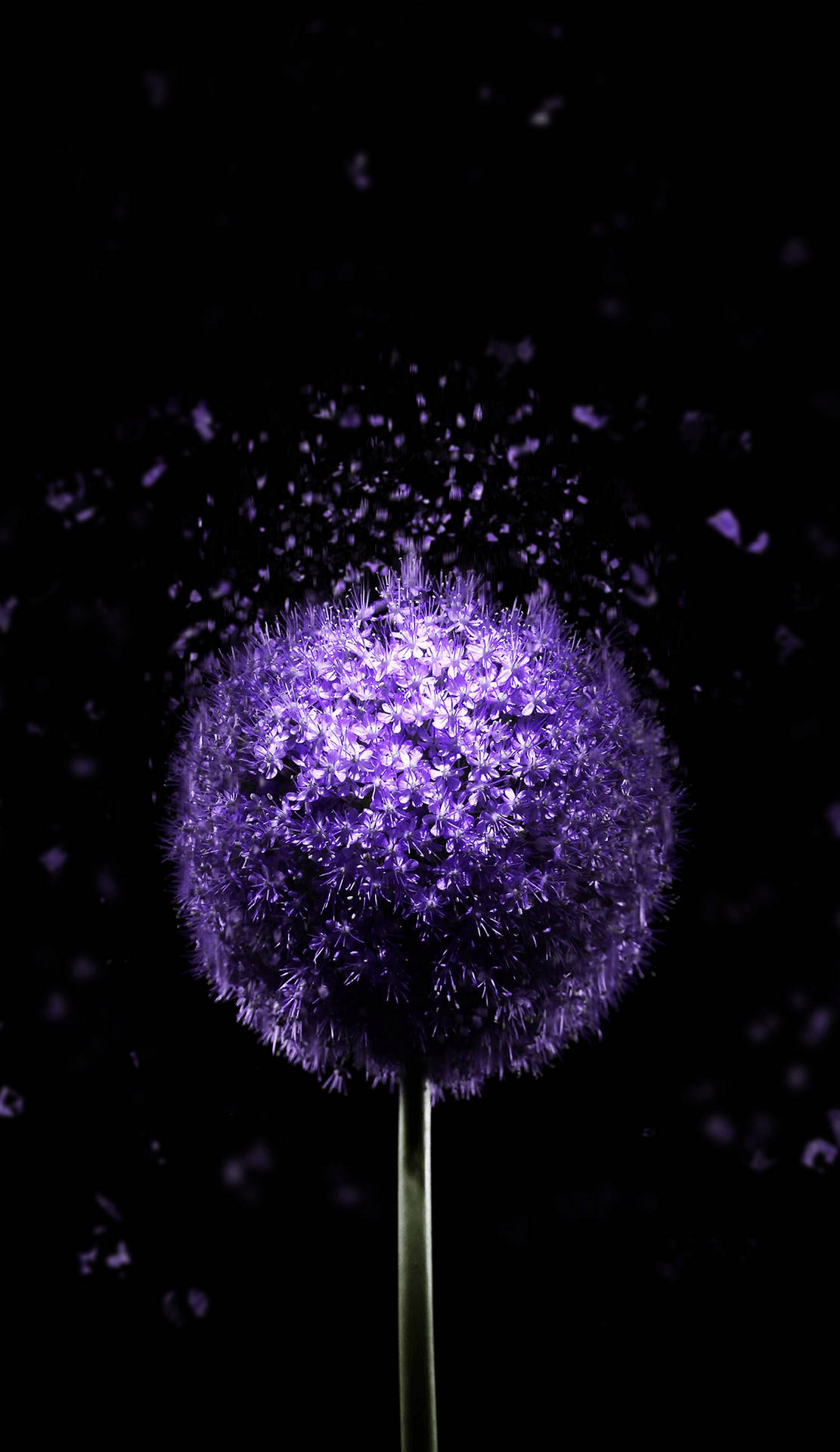 Super Amoled Purple Dandelion Wallpaper