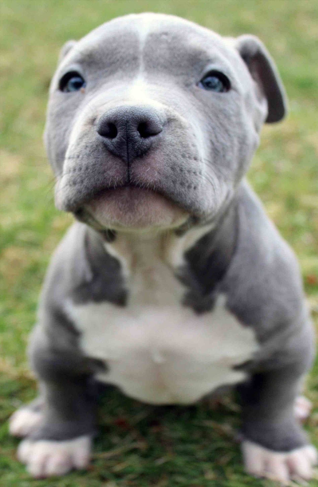 Super Cute Pitbull Puppy Wallpaper