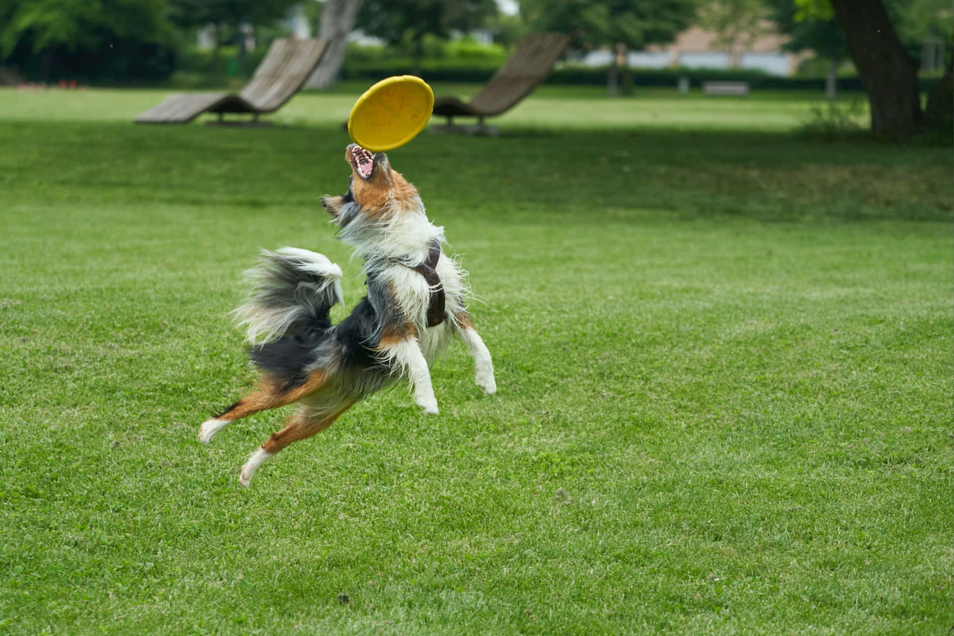 Super Energetic Dog Catching Frisbee Wallpaper