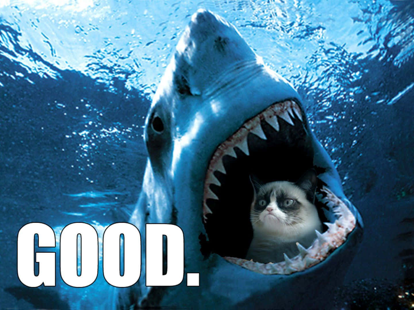 Super Funny Shark Cat Meme Picture