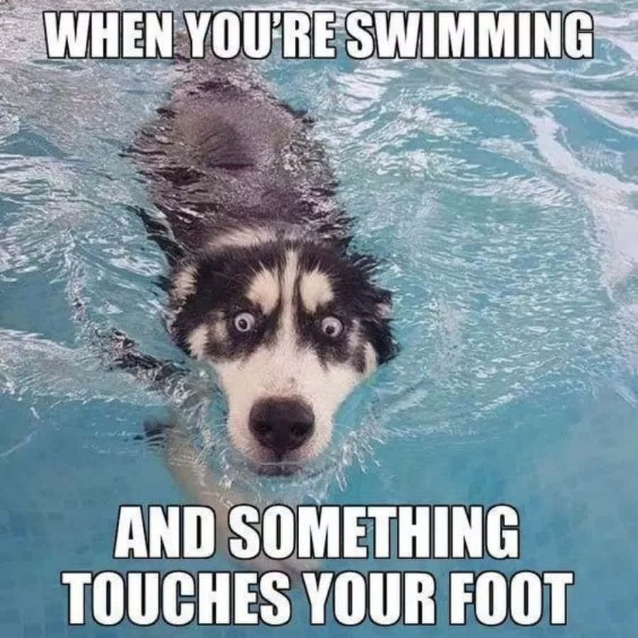 Imagensúper Graciosa De Un Perro Nadando.