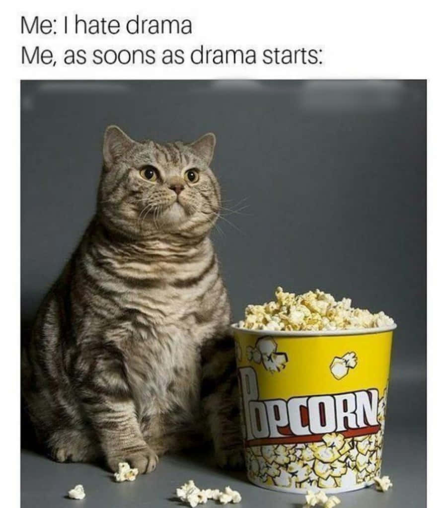 Superrolig Kattfilm Popcorn Bild.
