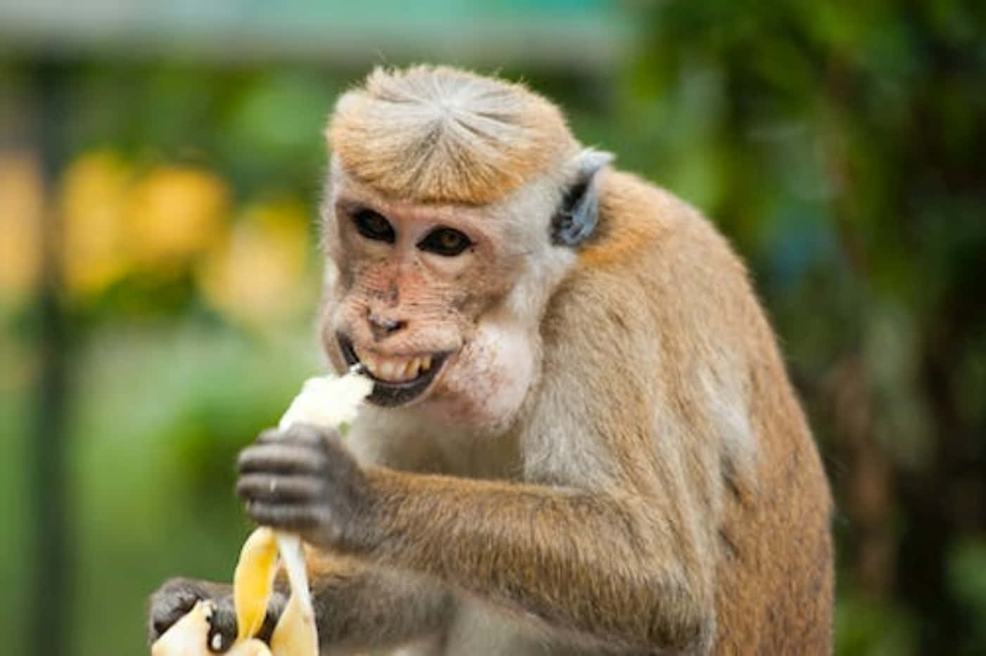 Superlustiges Bild Eines Blonden Affen