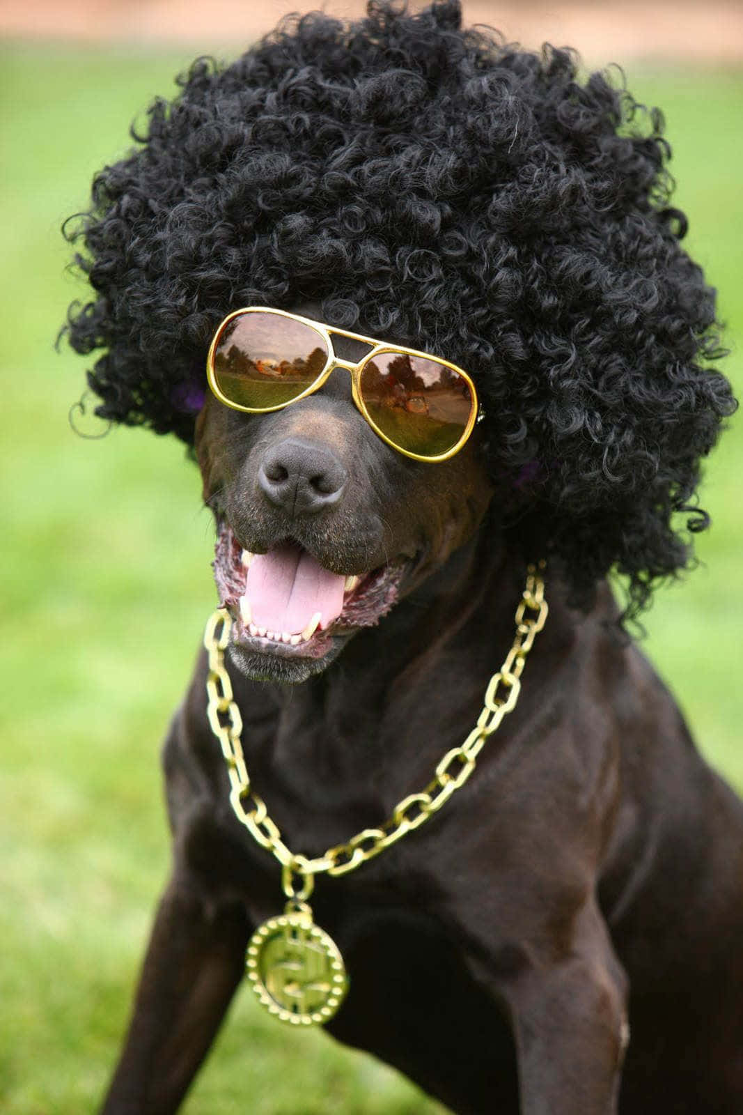 Super Funny Dog Wig Picture