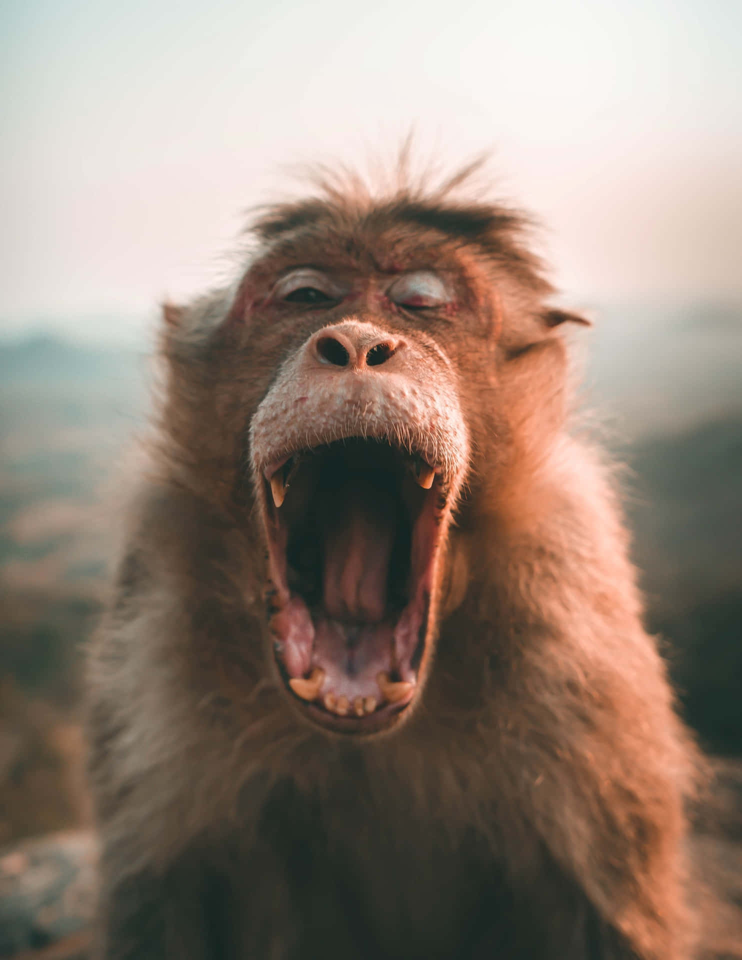 Super Funny Monkey Yawning Picture