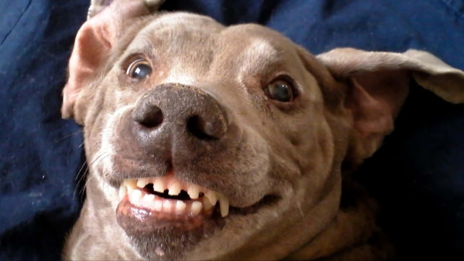 Súperdivertida Imagen De Un Perro Sonriendo