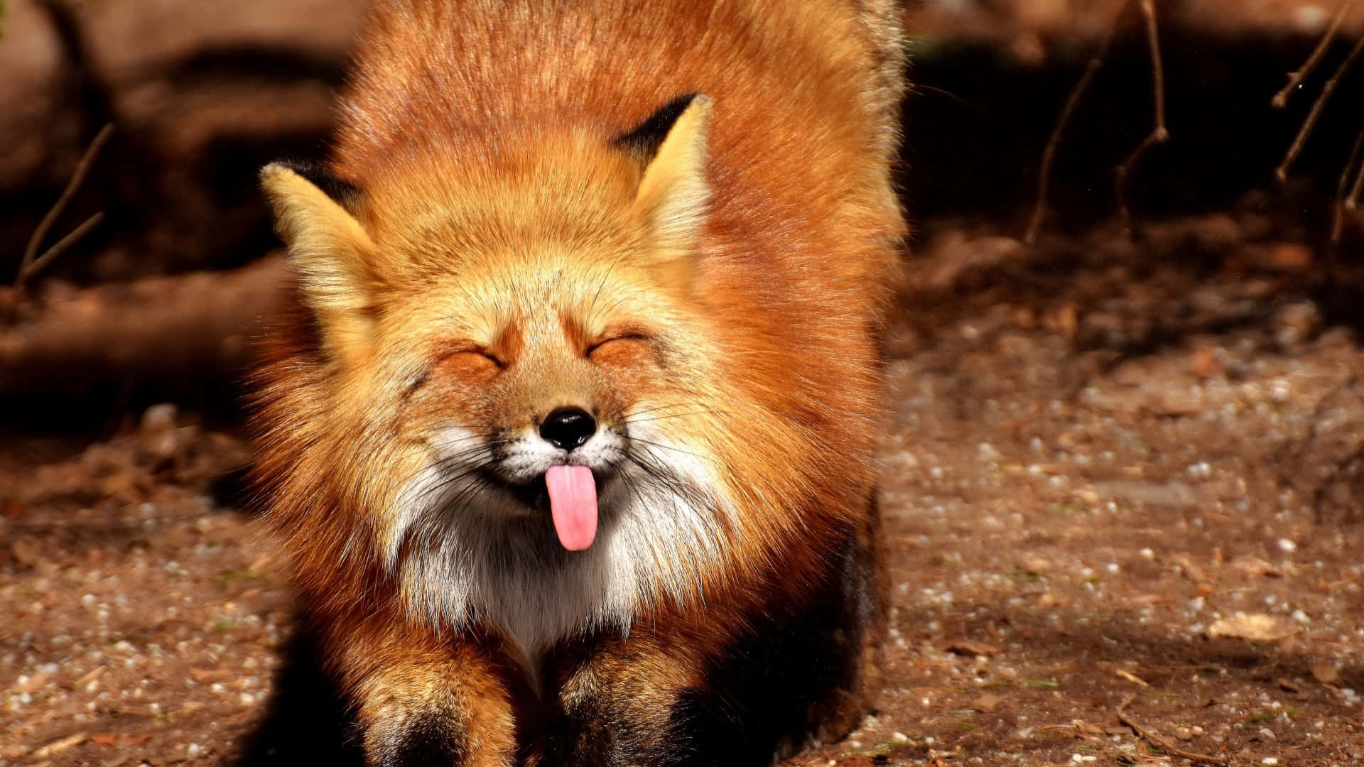 Superlustiges Bild Eines Fuchses Mit Herausgestreckter Zunge