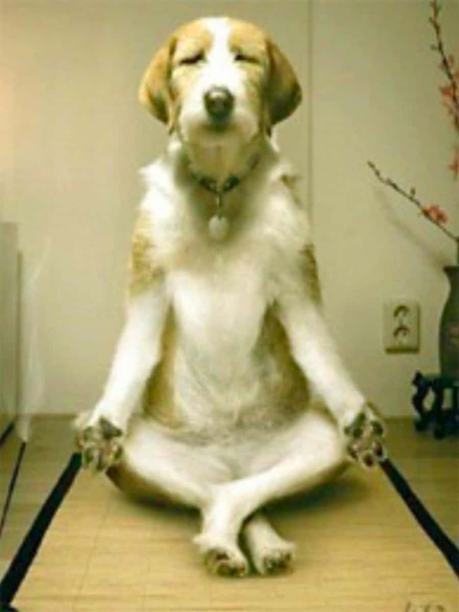 Superrolig Hund Mediterar Bild