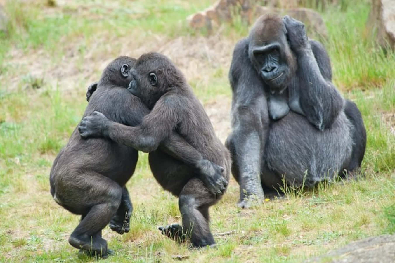 Superlustiges Bild Von Gorillas, Die Sich Umarmen.