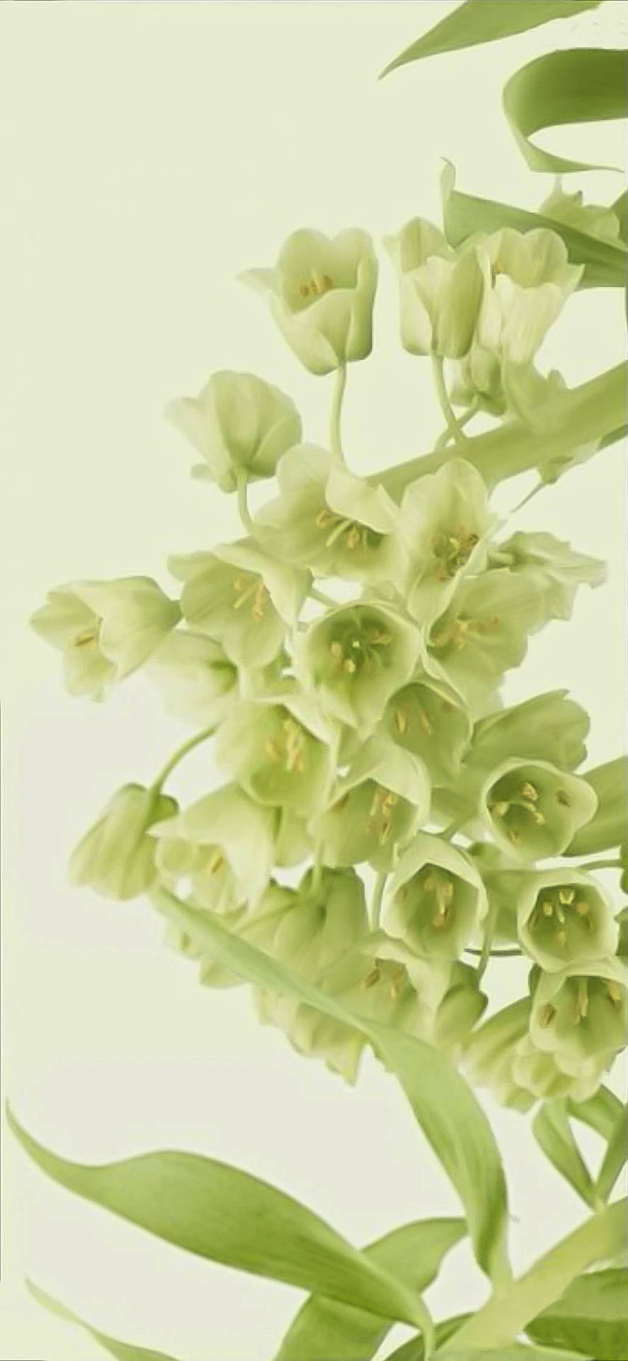 Teléfonocon Flores De Un Verde Super Ligero. Fondo de pantalla