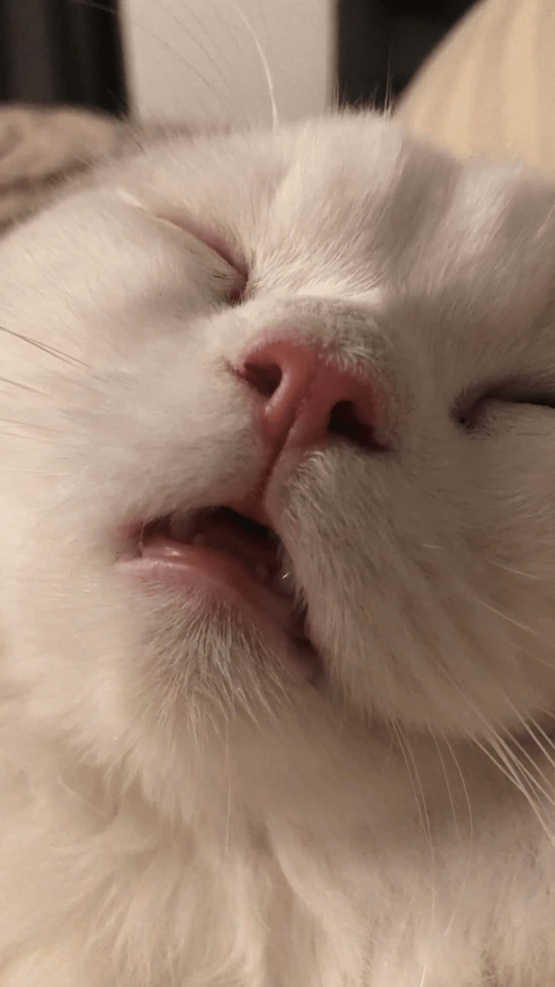 Adorable Furry Delight: The Ultimate Cute Cat PFP Wallpaper