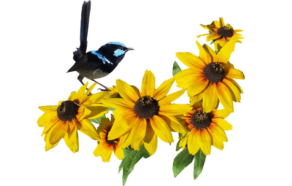 Superb_ Fairywren_on_ Yellow_ Flowers PNG