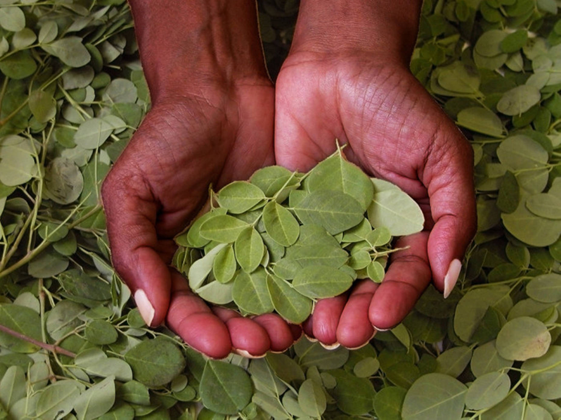 Superfood Moringa In Cupped Hands Wallpaper