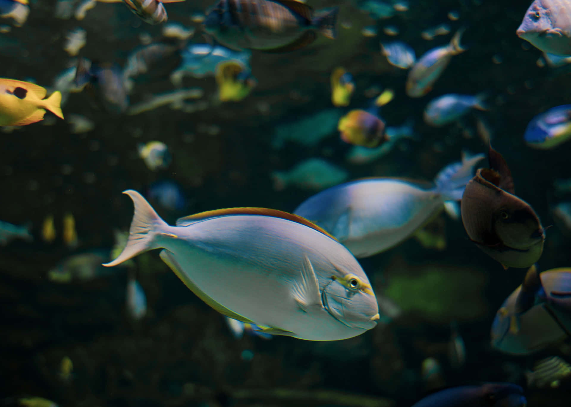 Surgeonfish Swimming Aquarium Life.jpg Wallpaper