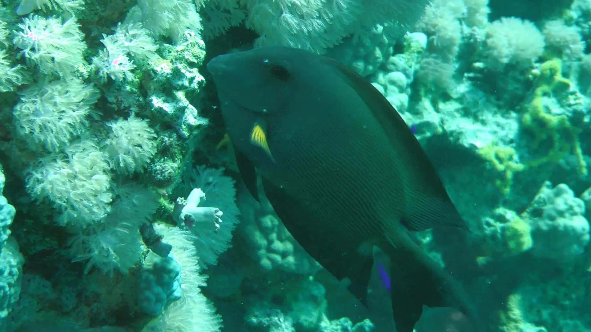 Surgeonfish Swimming Near Coral Reef Wallpaper