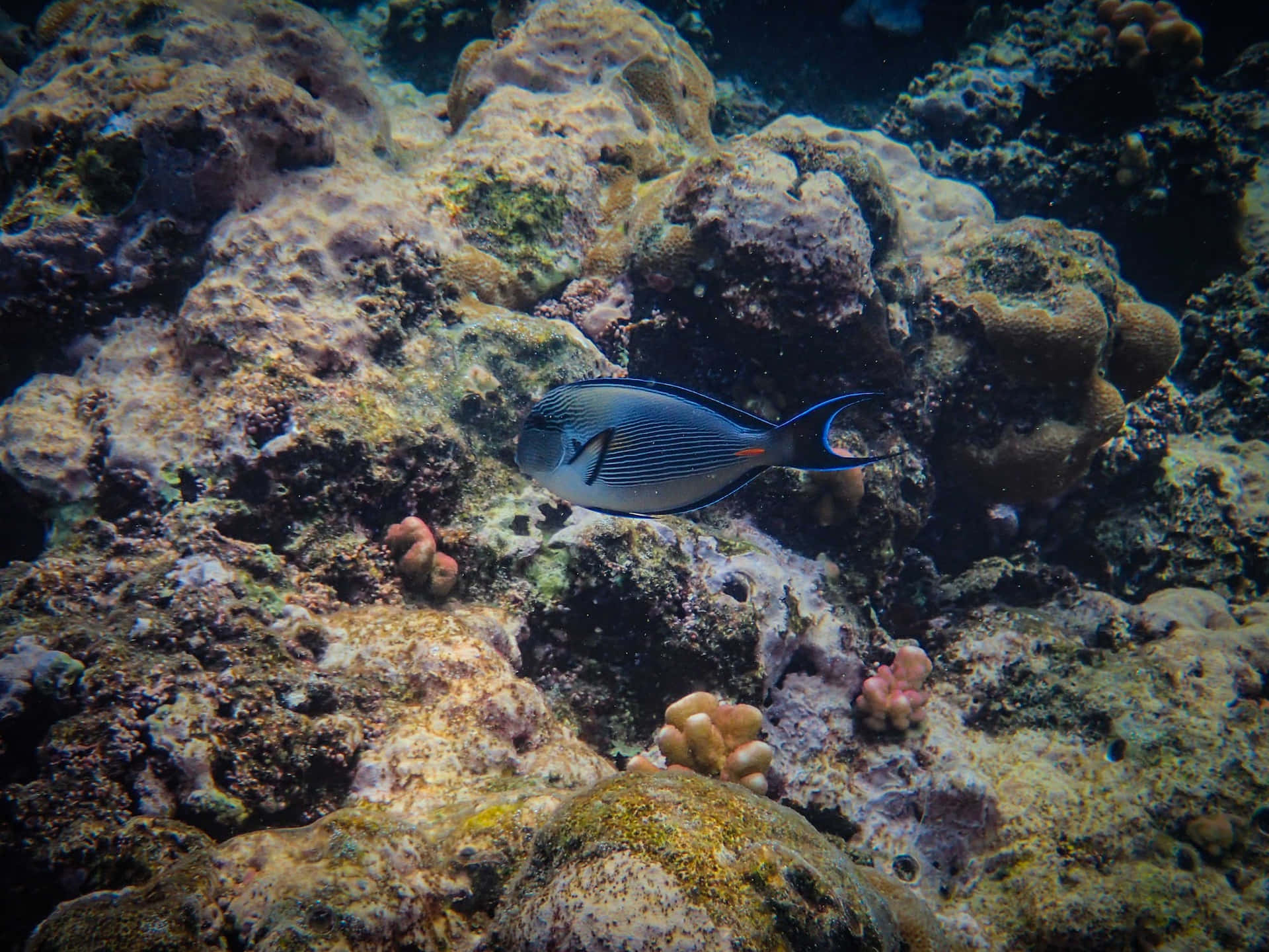 Surgeonfish Swimming Over Coral Reef Wallpaper