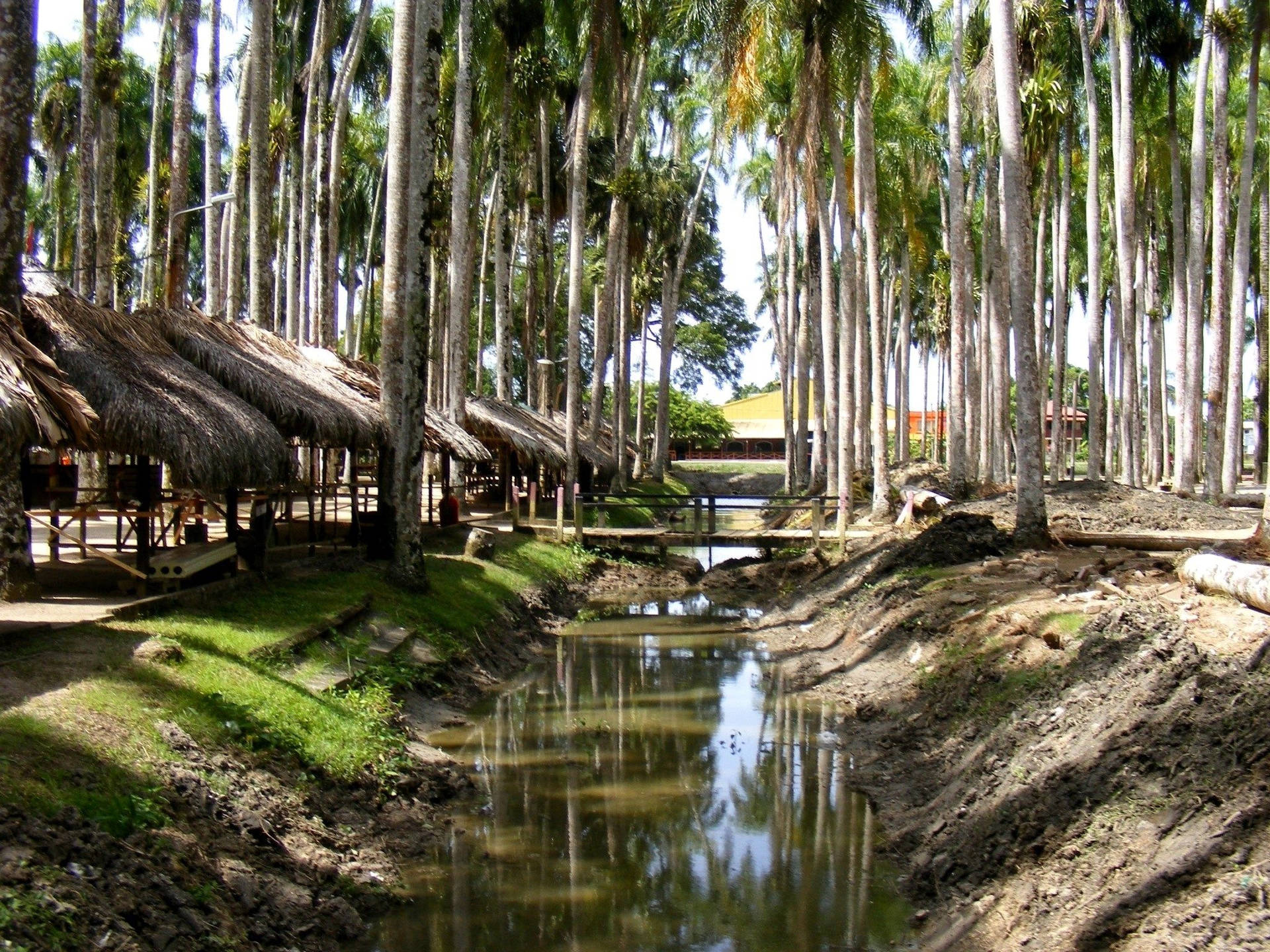 Surinam Coconut Trees Wallpaper