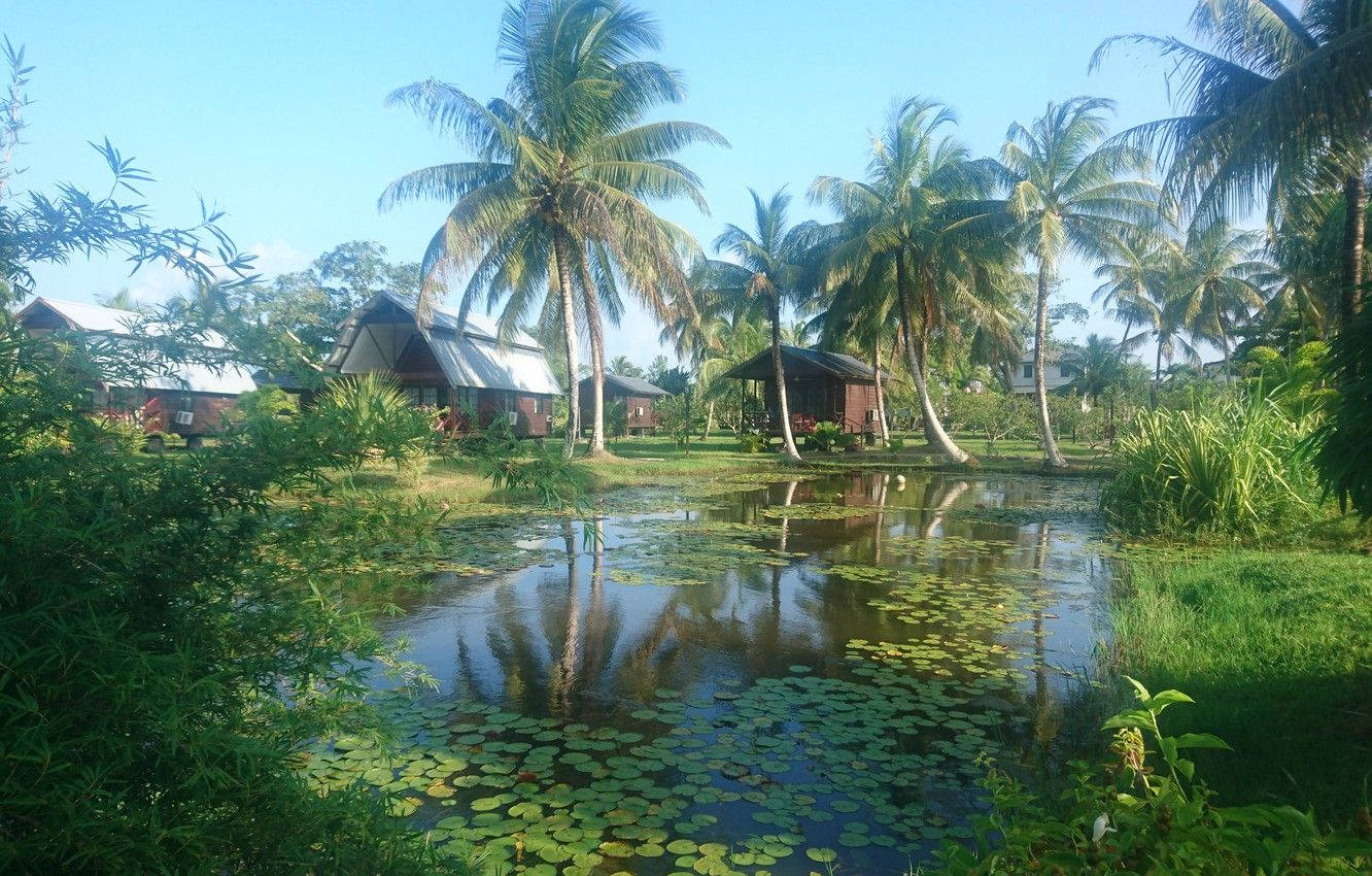 Suriname Swamp