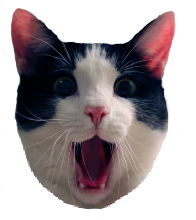 Surprised Blackand White Cat Meme PNG