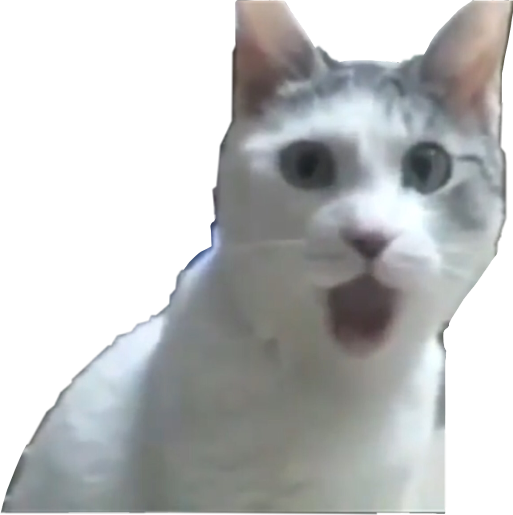 Surprised Cat Meme PNG