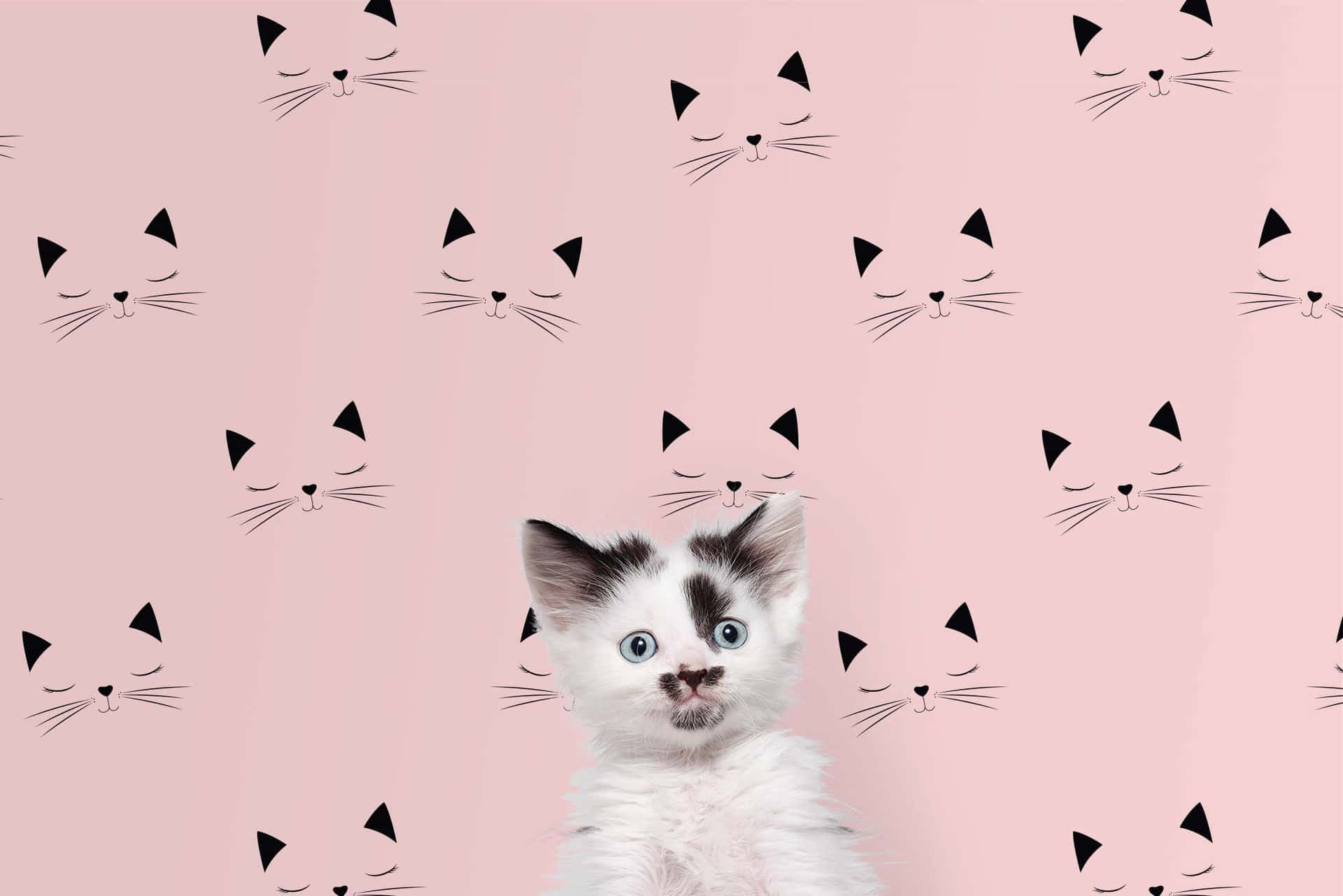 Surprised Kitten Pink Cat Pattern.jpg Wallpaper