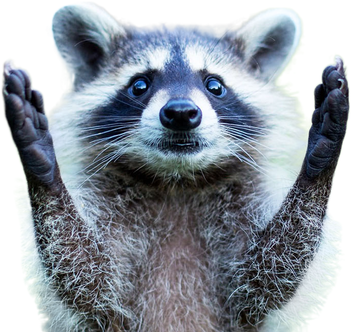 Surprised Raccoon Raising Hands PNG