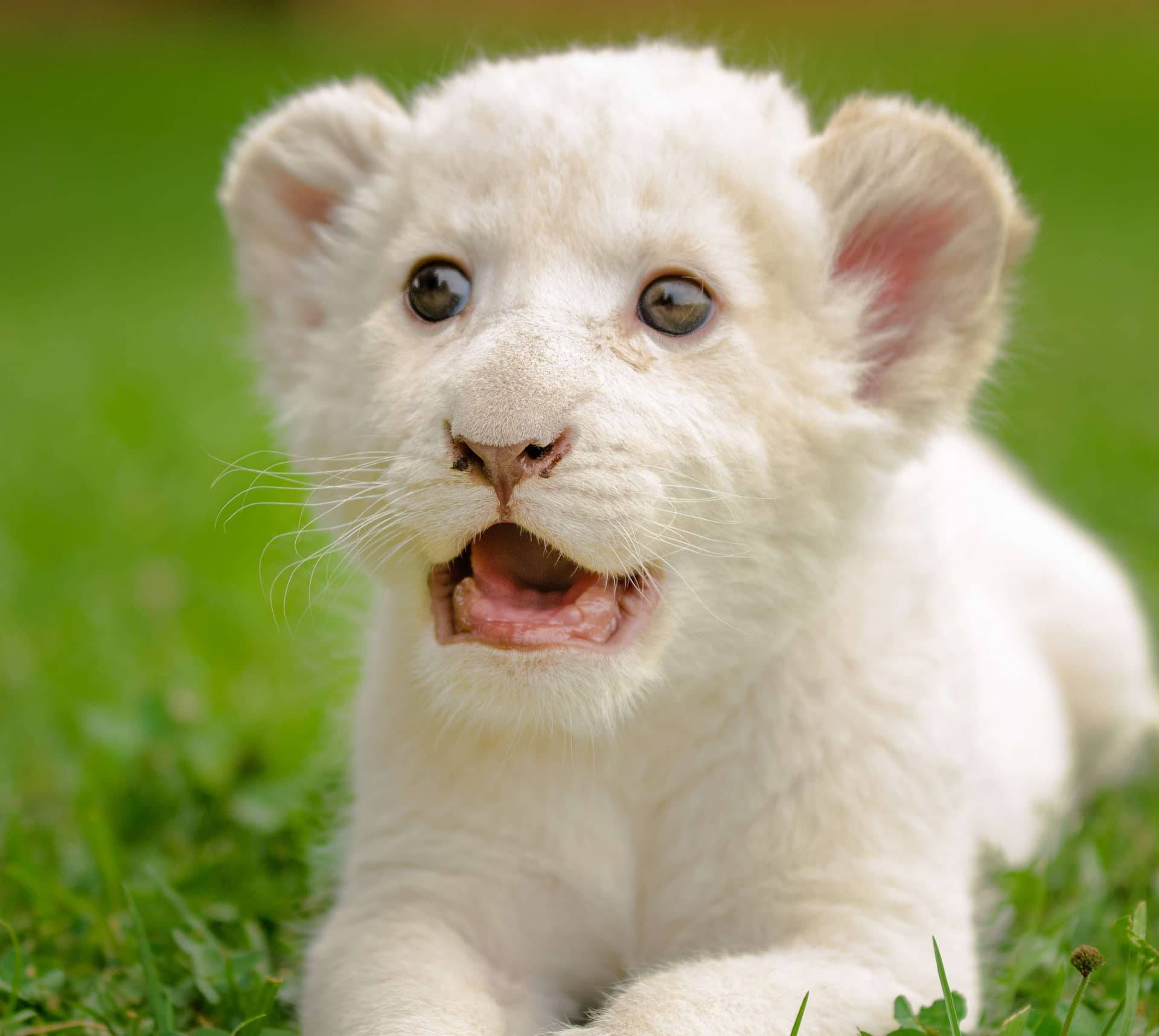 Download Astonished Baby White Lion in a Mesmerizing Close-Up shot ...