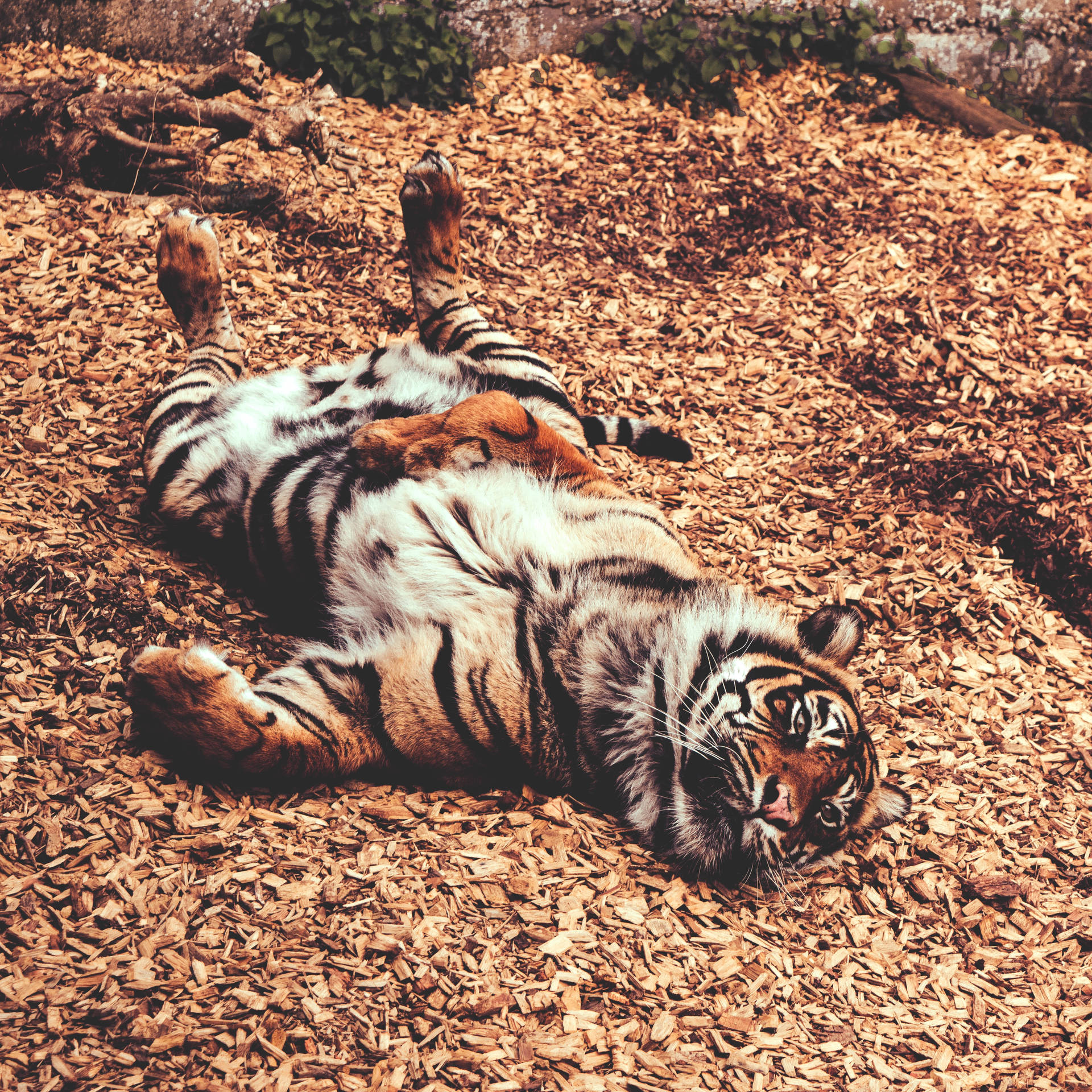 Surprising Lazy Tigers Hd Wallpaper