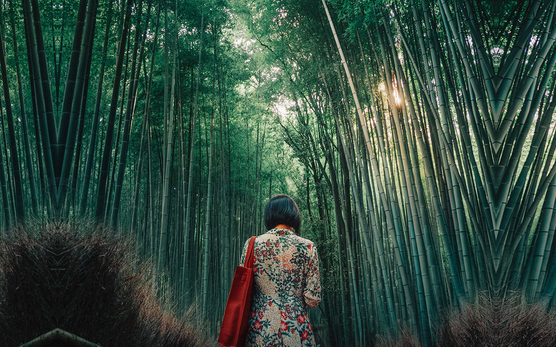 Surreal Panorama Of A Bamboo Forest Captured Through An Iphone Lens. Wallpaper