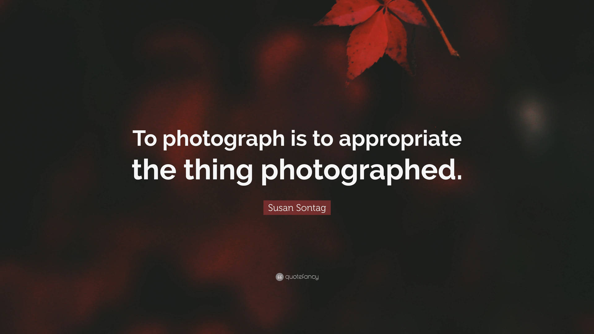 Susan Sontag Appropriate Photography Wallpaper