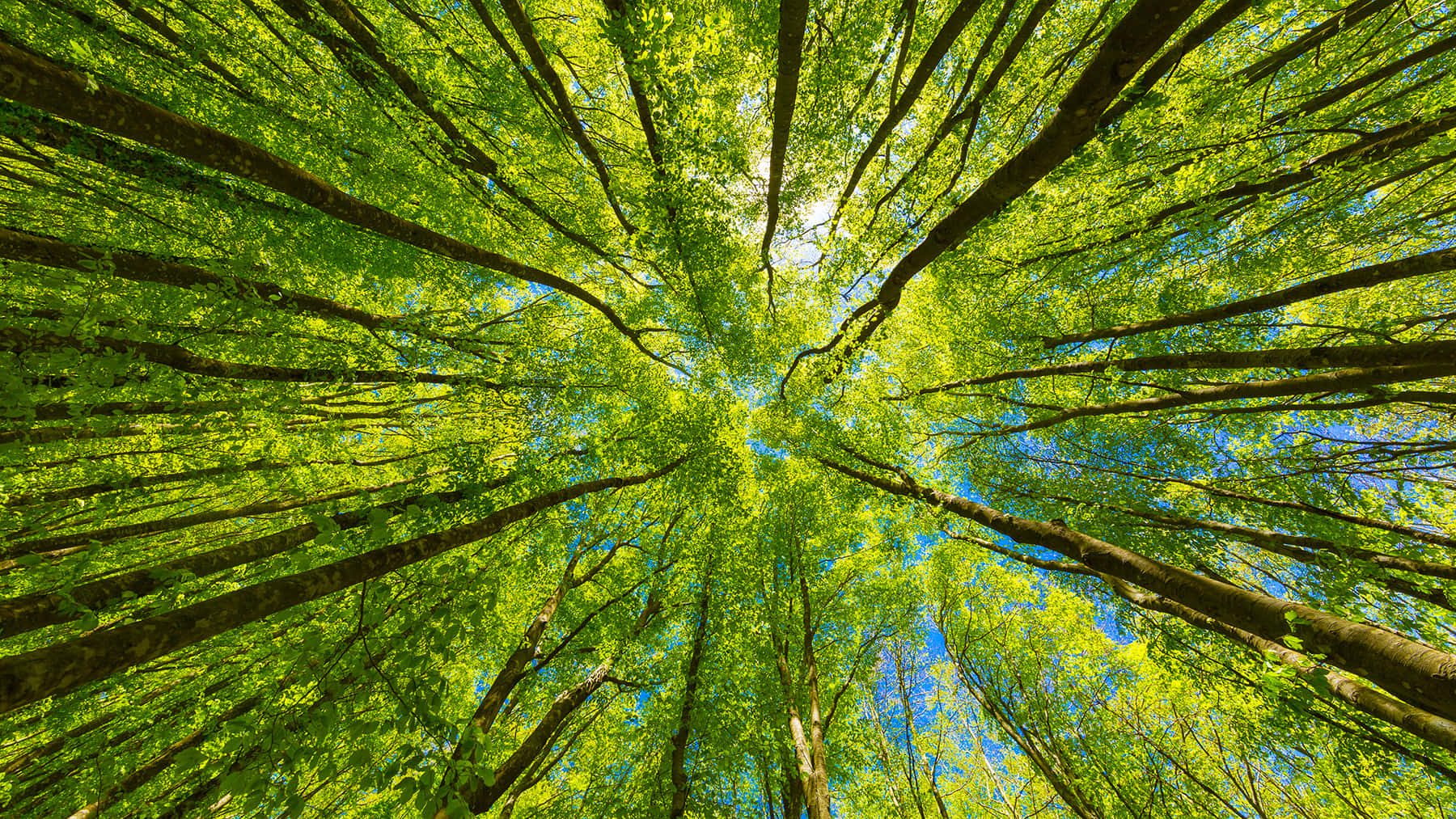 Sustainability Treetops Wallpaper