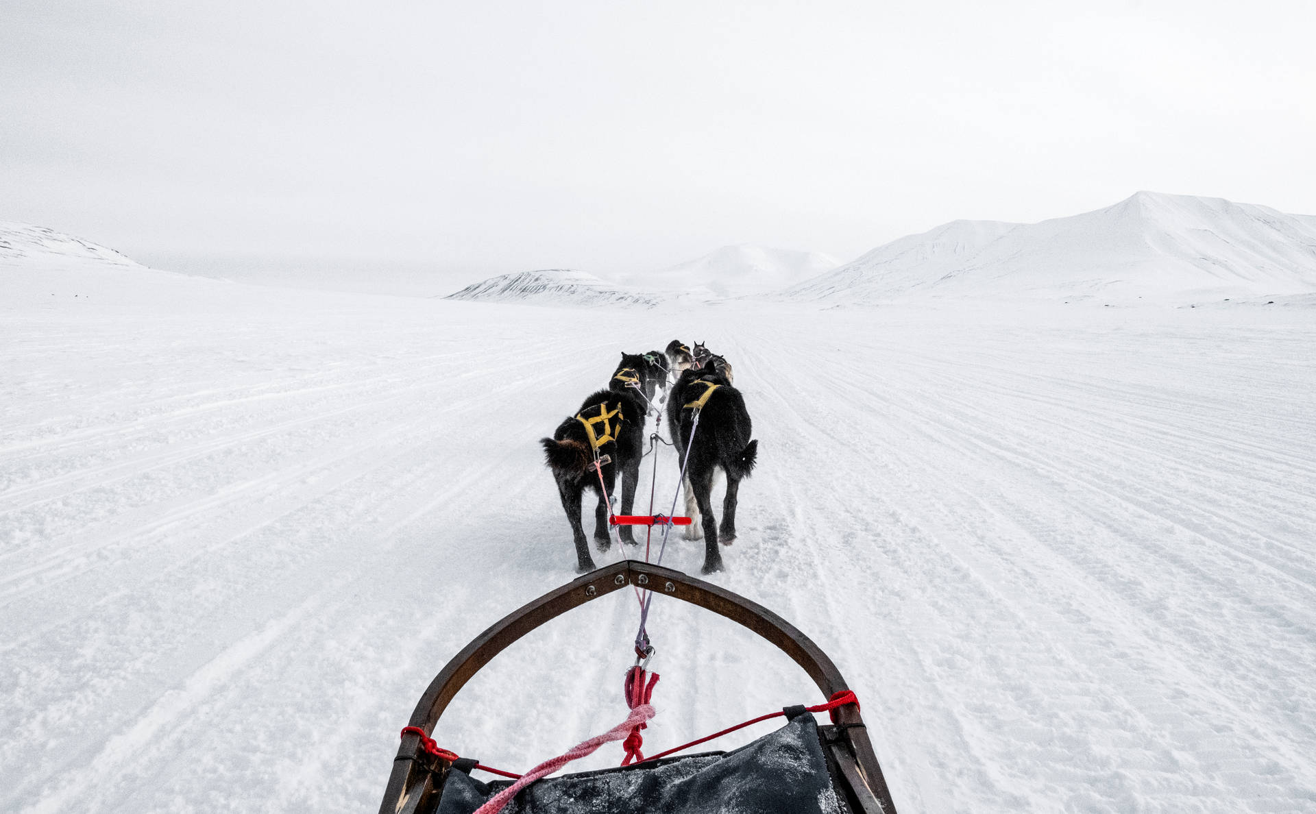 Svalbard Dog Sledding Wallpaper