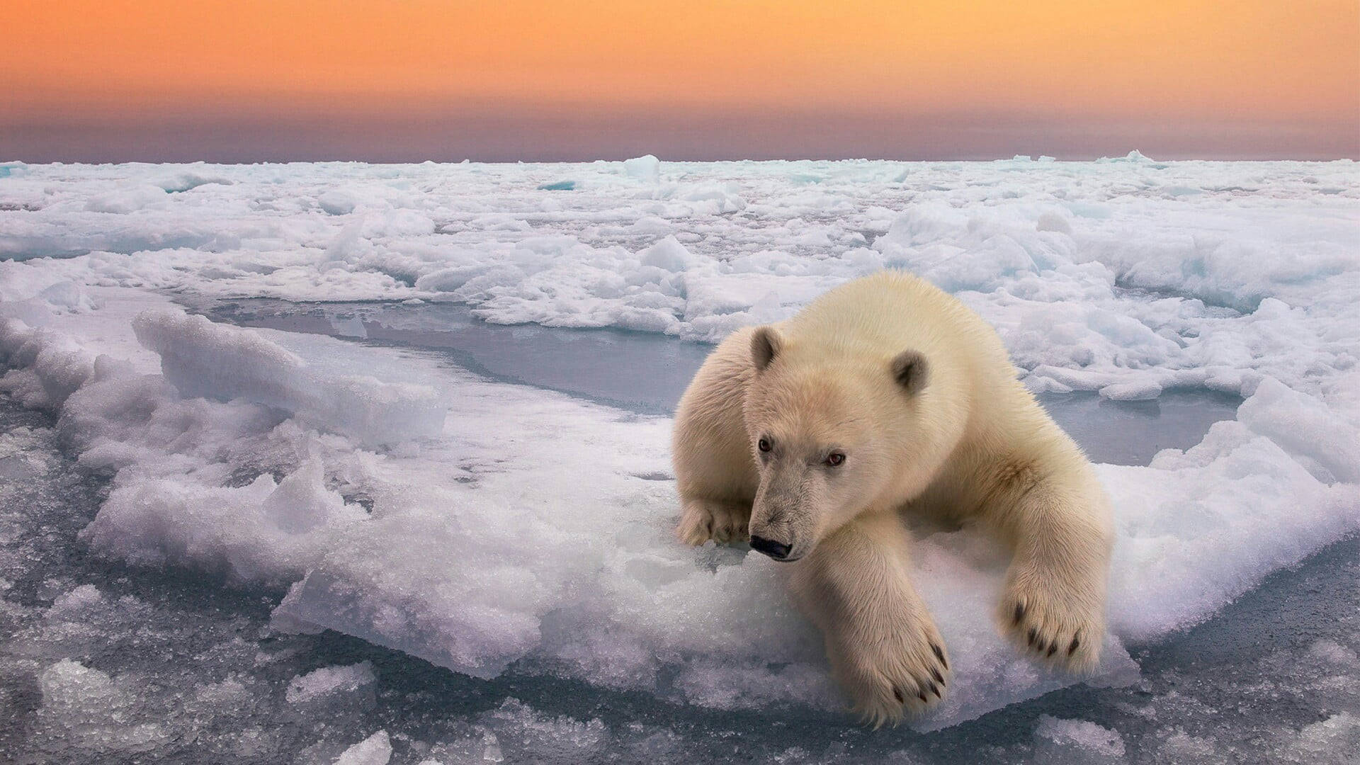 Svalbard Polar Bear Divergence: Oplev eventyret fra arktiske søer til de subtile træer af foråret. Wallpaper