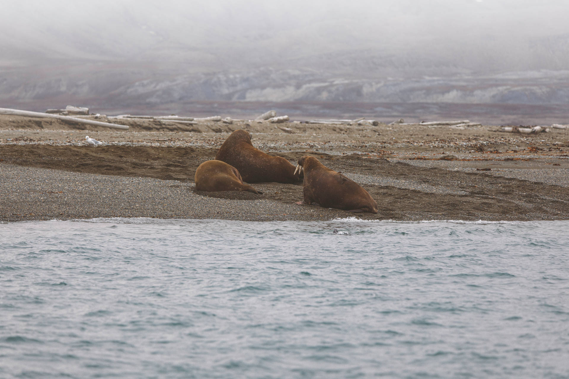 Leonesmarinos De Svalbard Fondo de pantalla