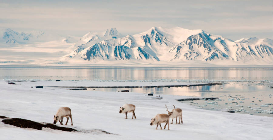 Svalbardschnee Hirsche Wallpaper