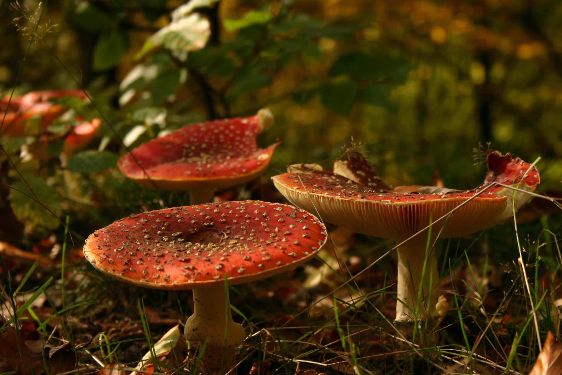 Billeder af svampe der bringer en fredelig atmosfære til skærmen.