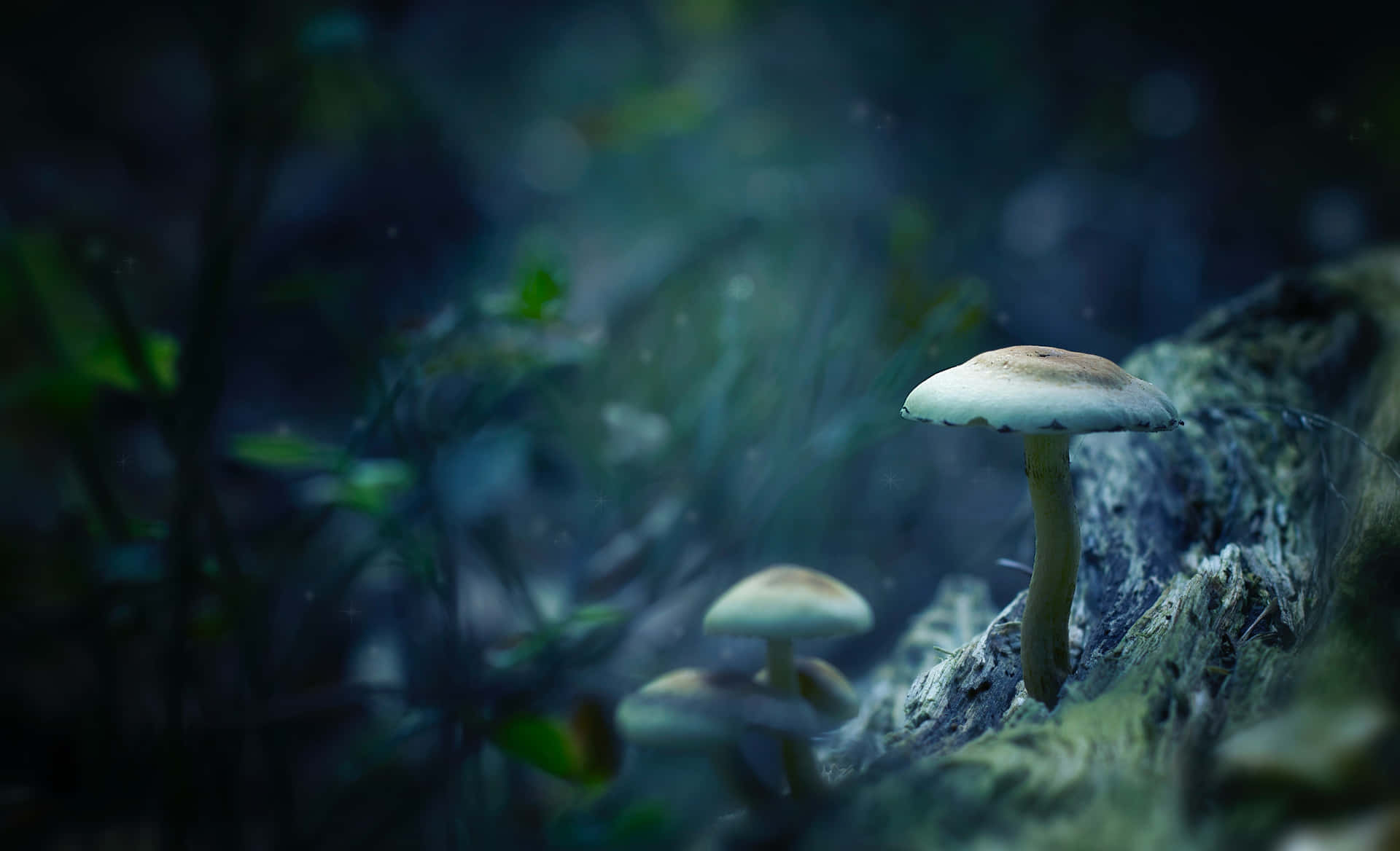 Billeder af svampe, der afbilder luksuriøse marker med vilde skovsvampe