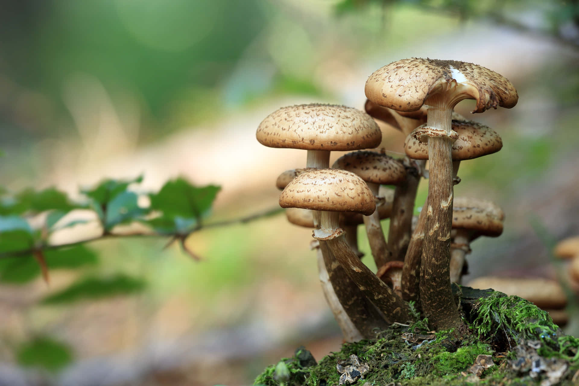 Mushroom billeder spredt over tapetet.