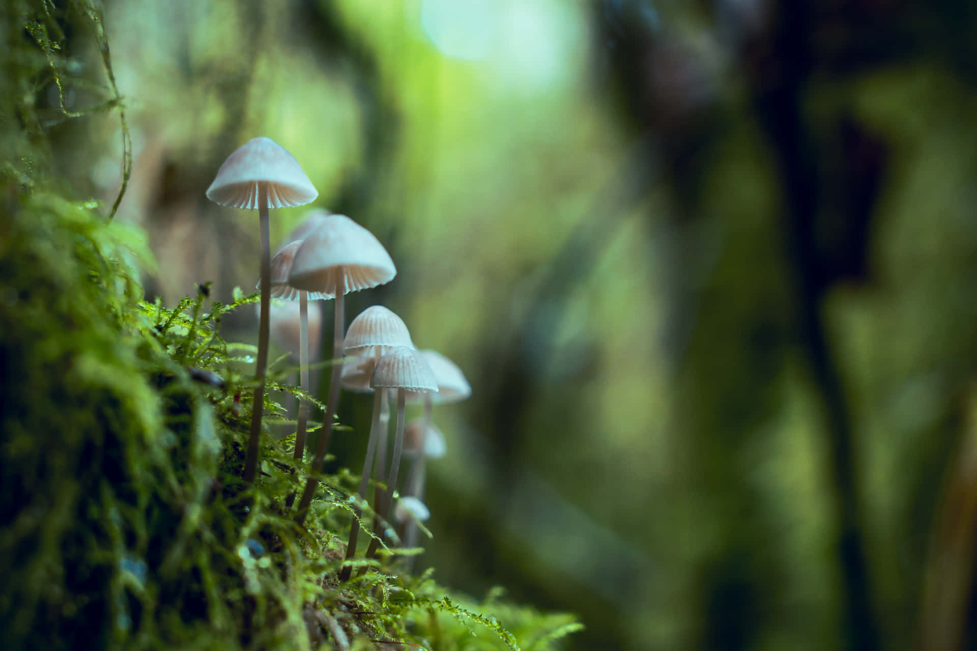Billeder af svampe pryder dette fantasifulde tapet.