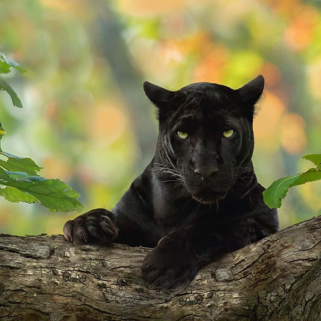 100+] Black Panther Bilder | Wallpapers.com