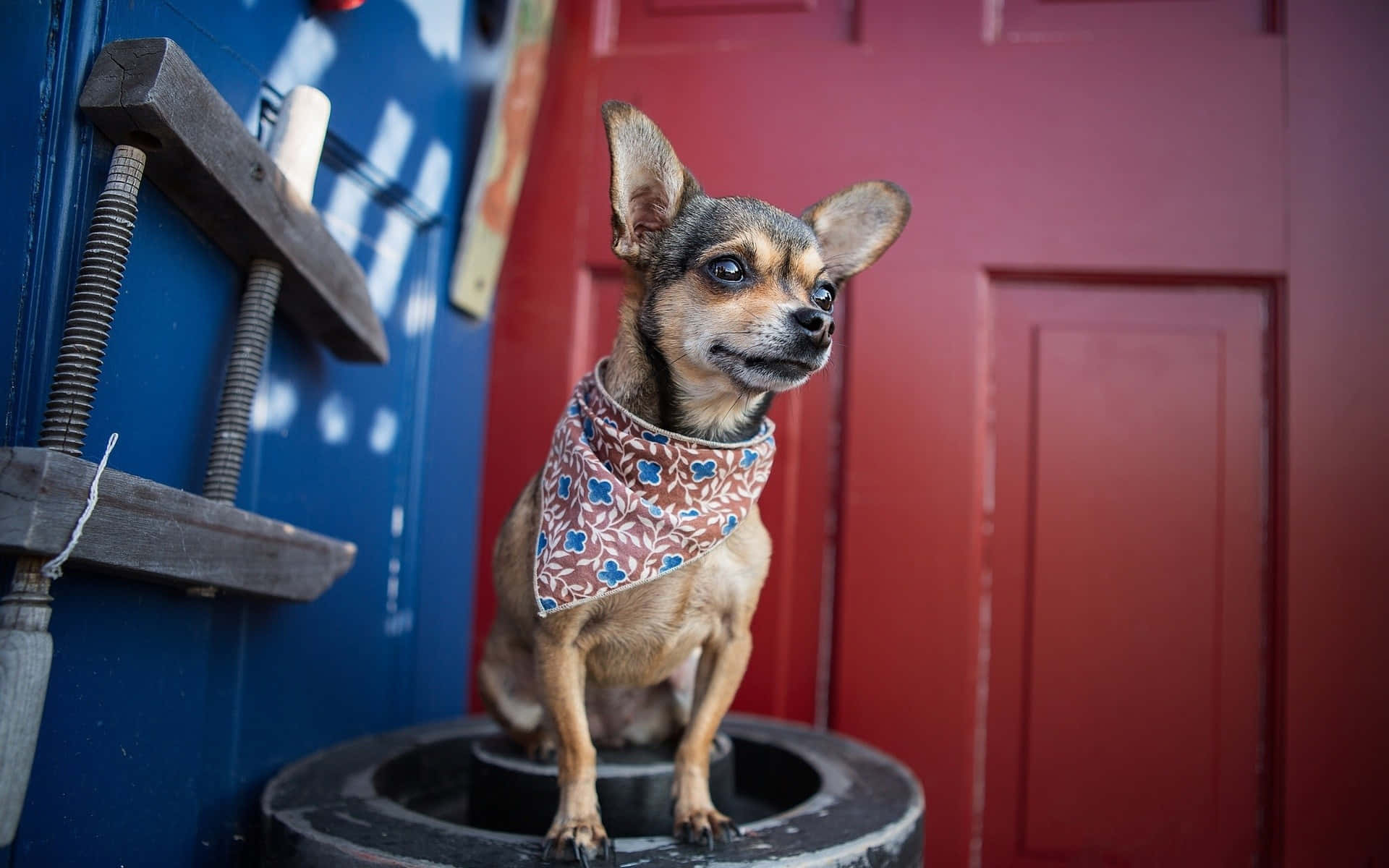 Swag Brown Chihuahua Dog Outdoor Fashion Wallpaper